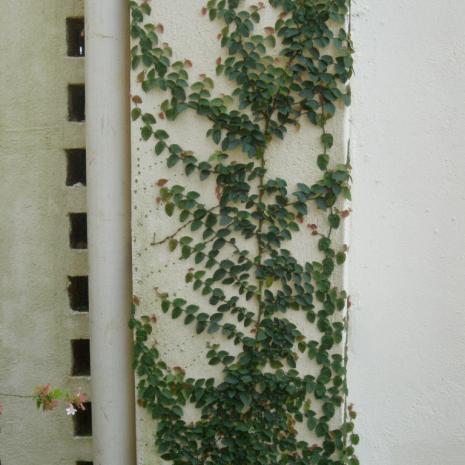 LIM-HAENERTSBURG-StPaulsUnitedChurch-Methodist-Anglican-Presbyterian-2009 (25)