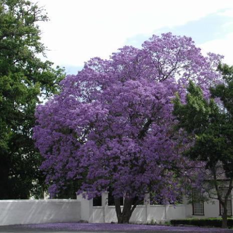 EPSON DSC picture